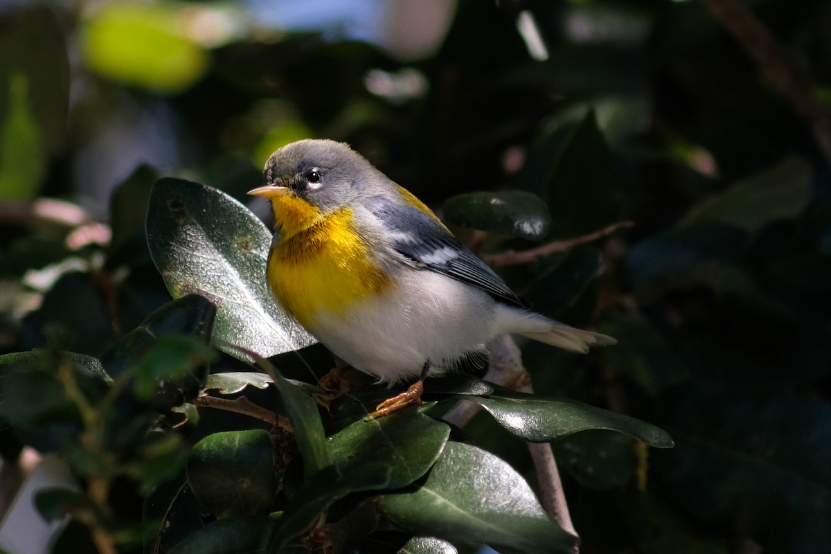 Northern Parula - ML488696031