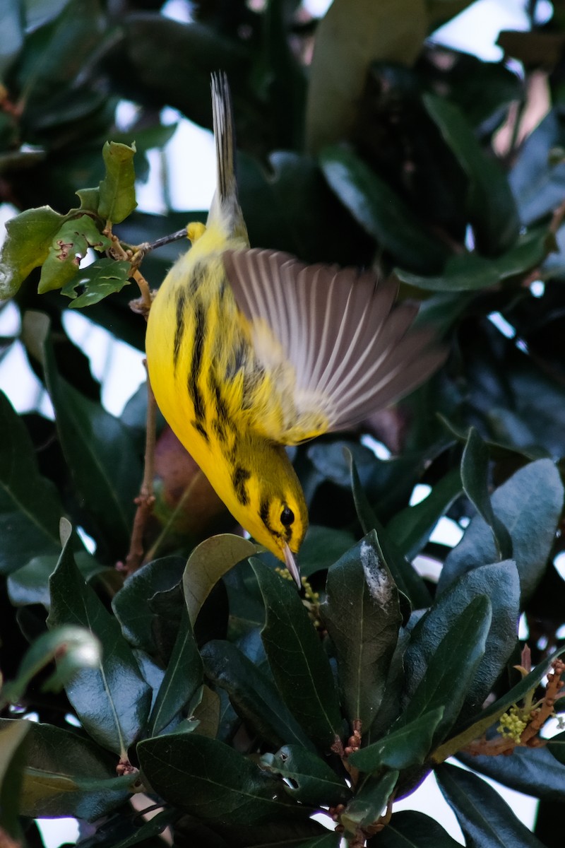 Prairie Warbler - ML488696151