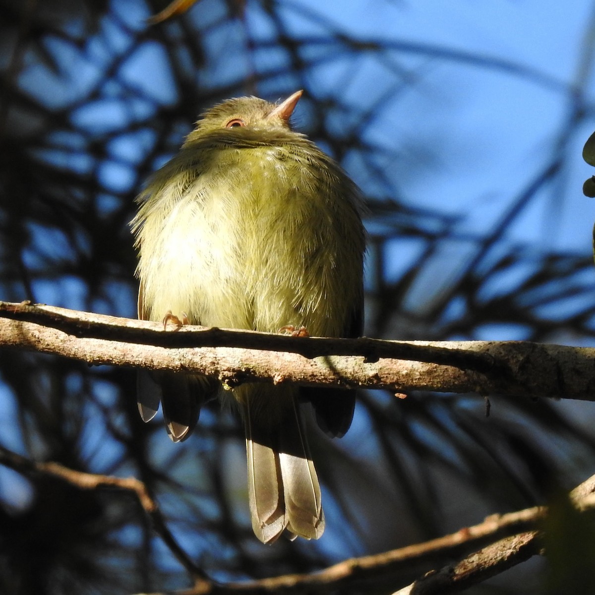 Serra do Mar Tyrant-Manakin - ML488696731