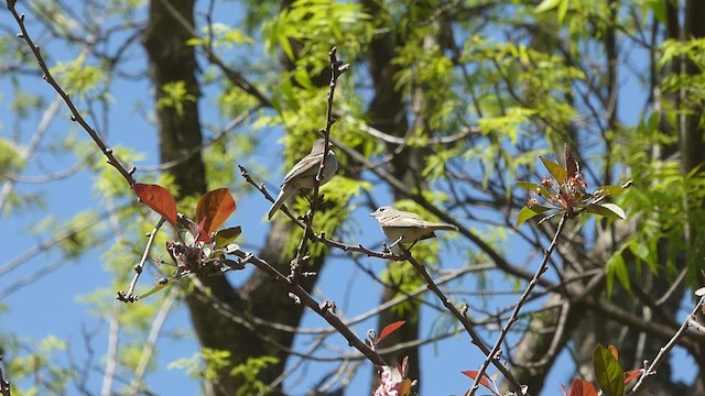 Southern Beardless-Tyrannulet - ML488697041