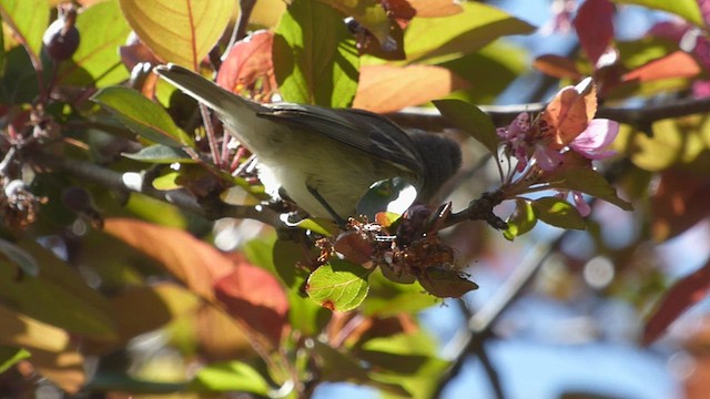Southern Beardless-Tyrannulet - ML488697151