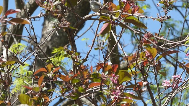 Southern Beardless-Tyrannulet - ML488697401