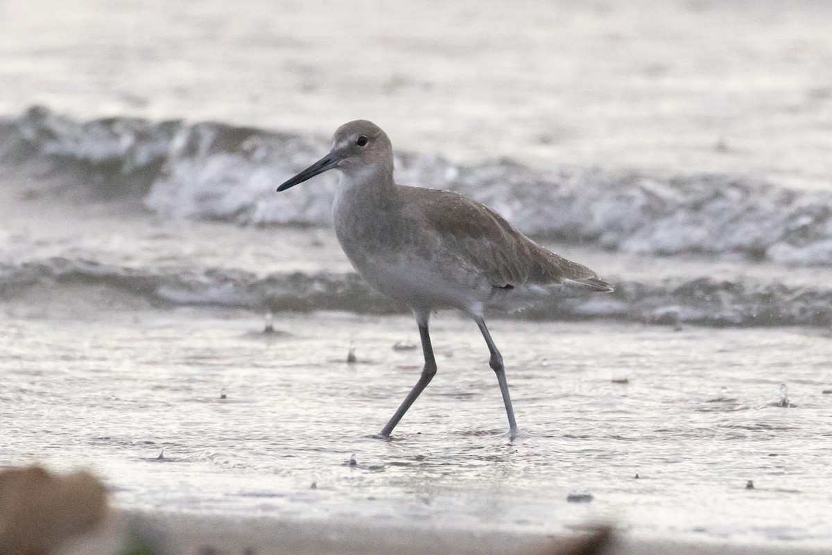 Willet - John Reynolds