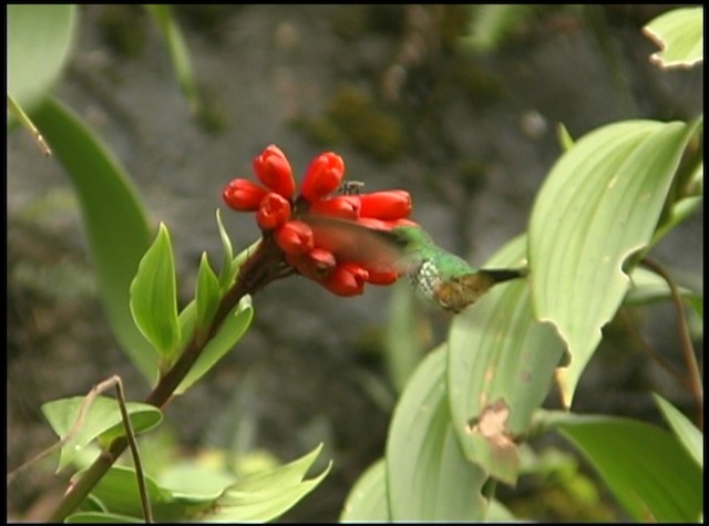 Peruvian Racket-tail - ML488698