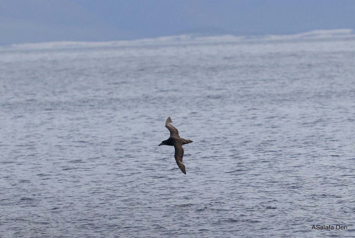 Northern Giant-Petrel - ML488698421