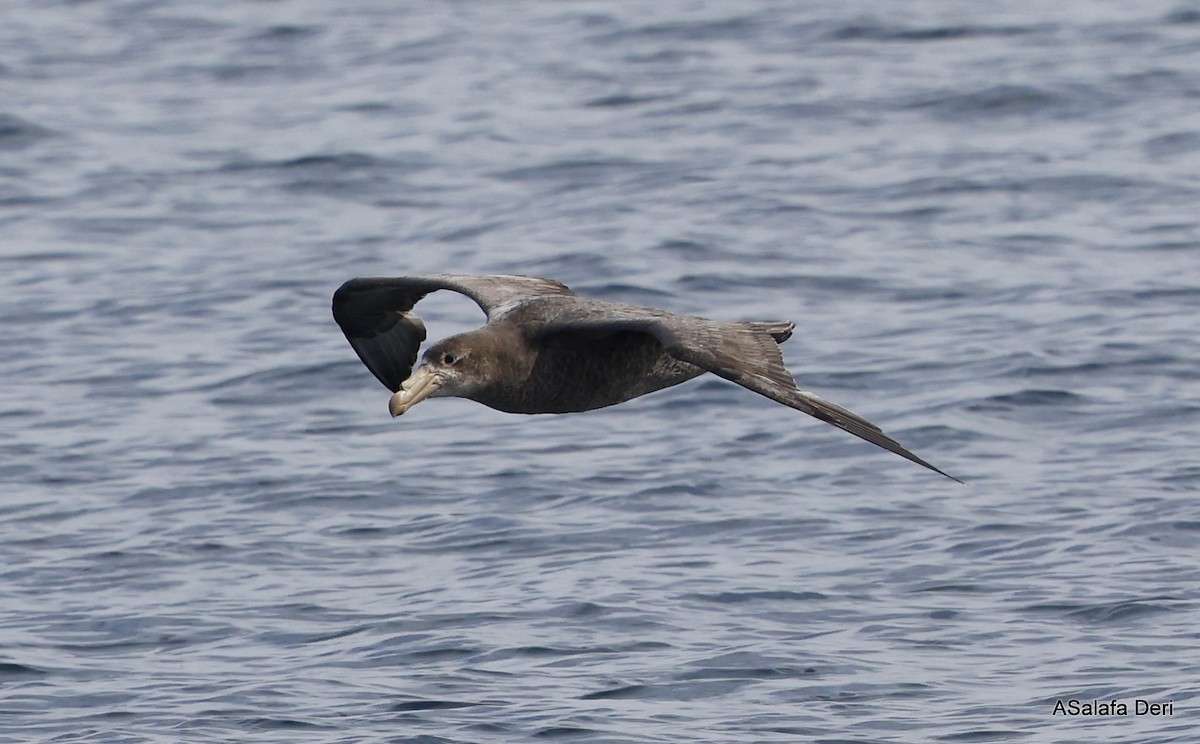 Northern Giant-Petrel - ML488698471