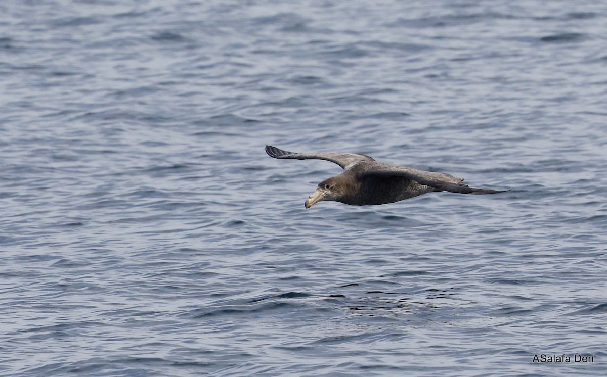 Northern Giant-Petrel - ML488698481