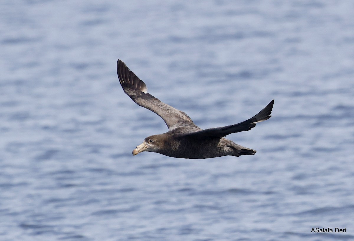 Northern Giant-Petrel - ML488698511