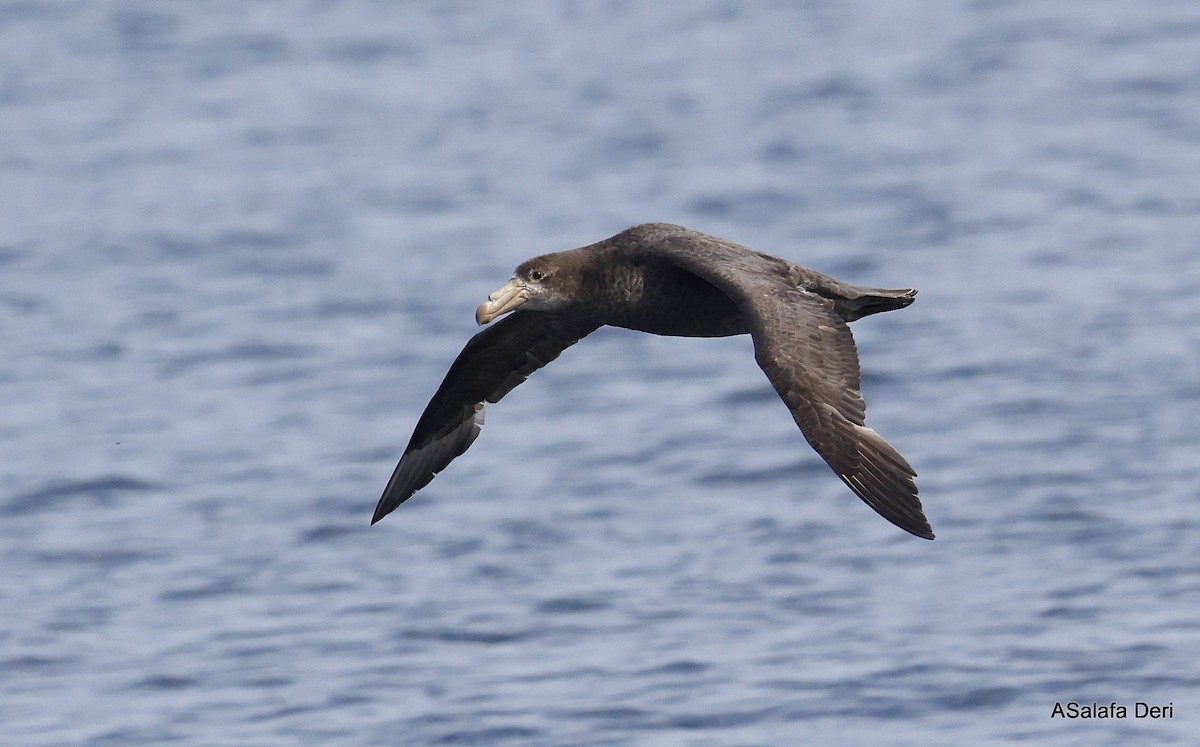 Northern Giant-Petrel - ML488698561