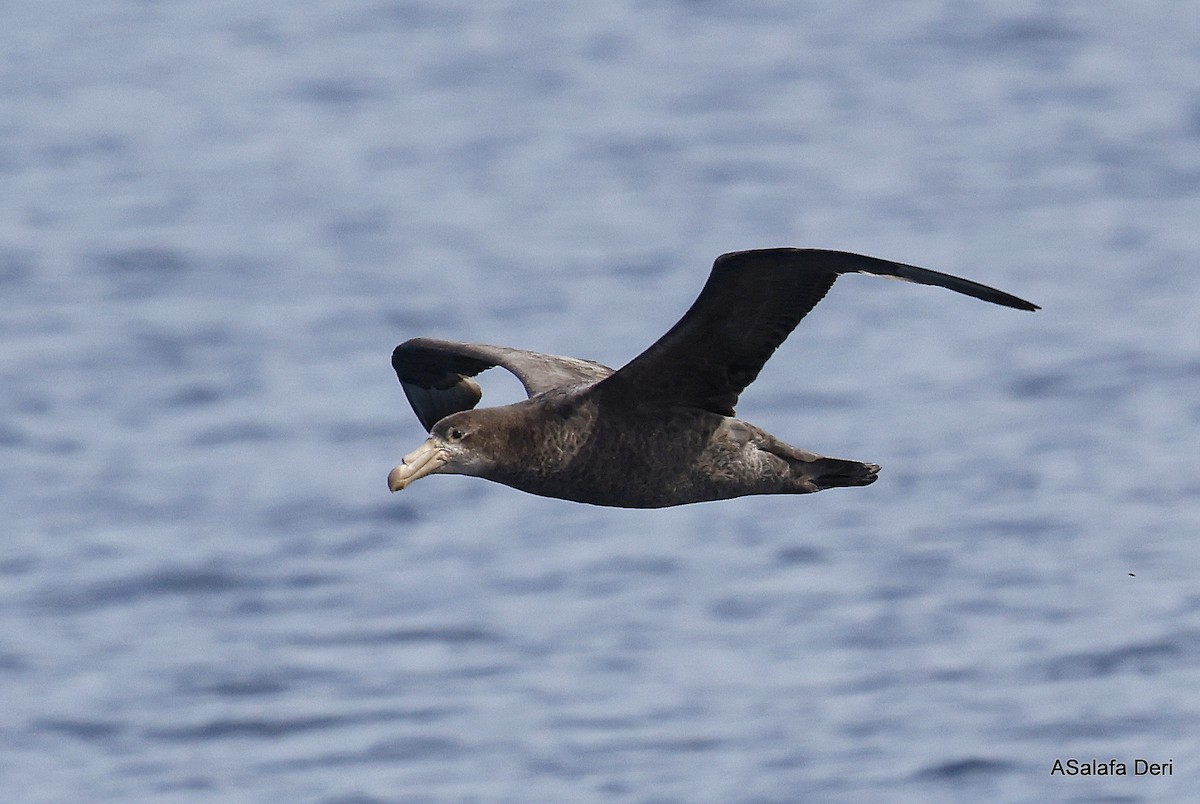 Northern Giant-Petrel - ML488698581