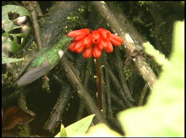 Ecuadorian Piedtail - ML488699