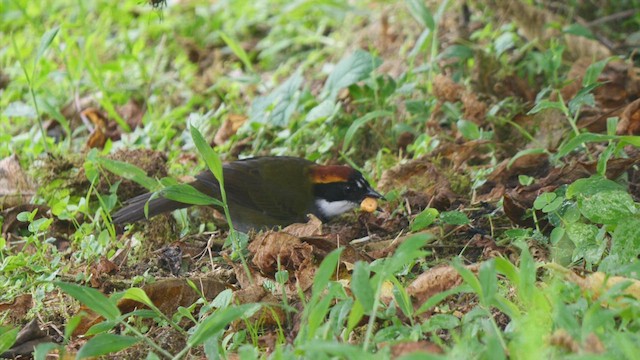 Chestnut-capped Brushfinch - ML488699391