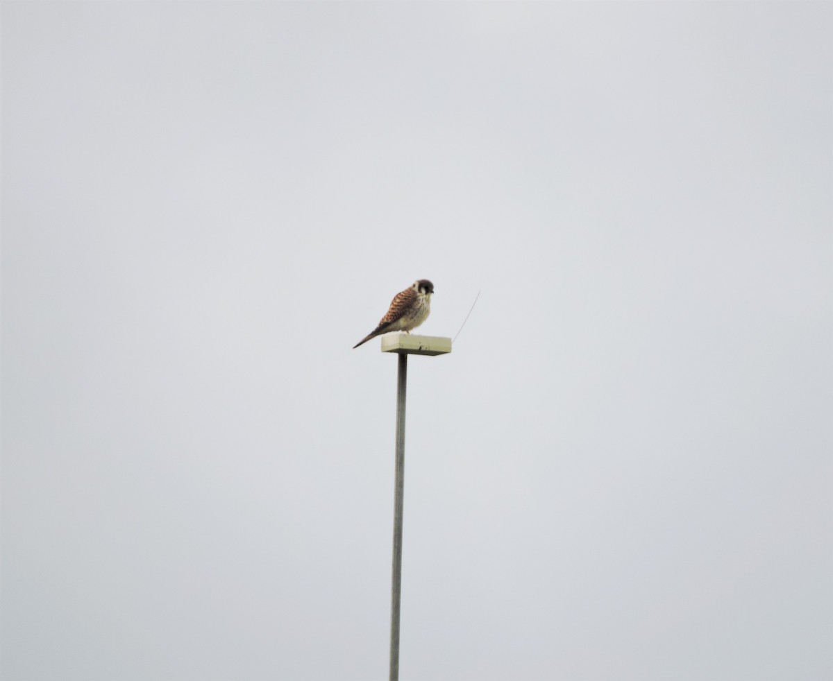 American Kestrel - ML488699851