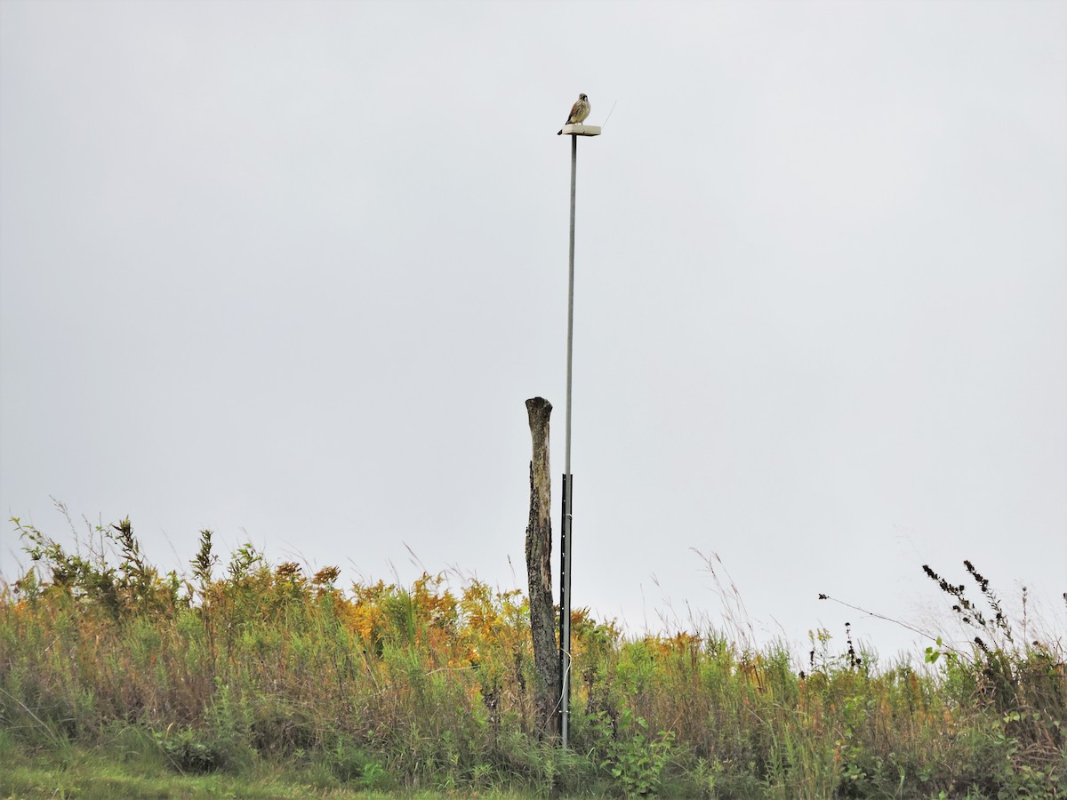 American Kestrel - ML488699991