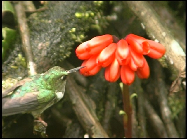 kolibřík ekvádorský - ML488700