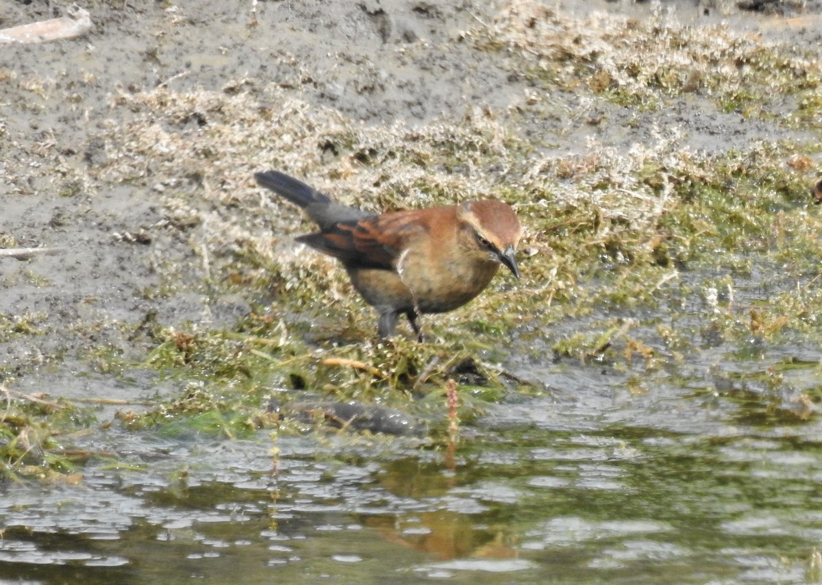 Rusty Blackbird - Pat Andersen