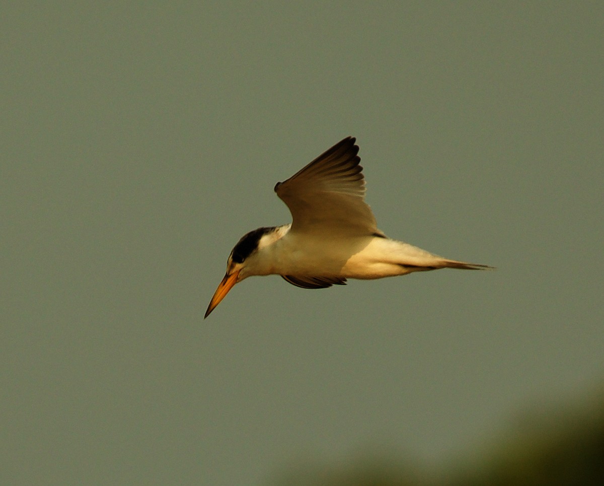 Yellow-billed Tern - ML488700121
