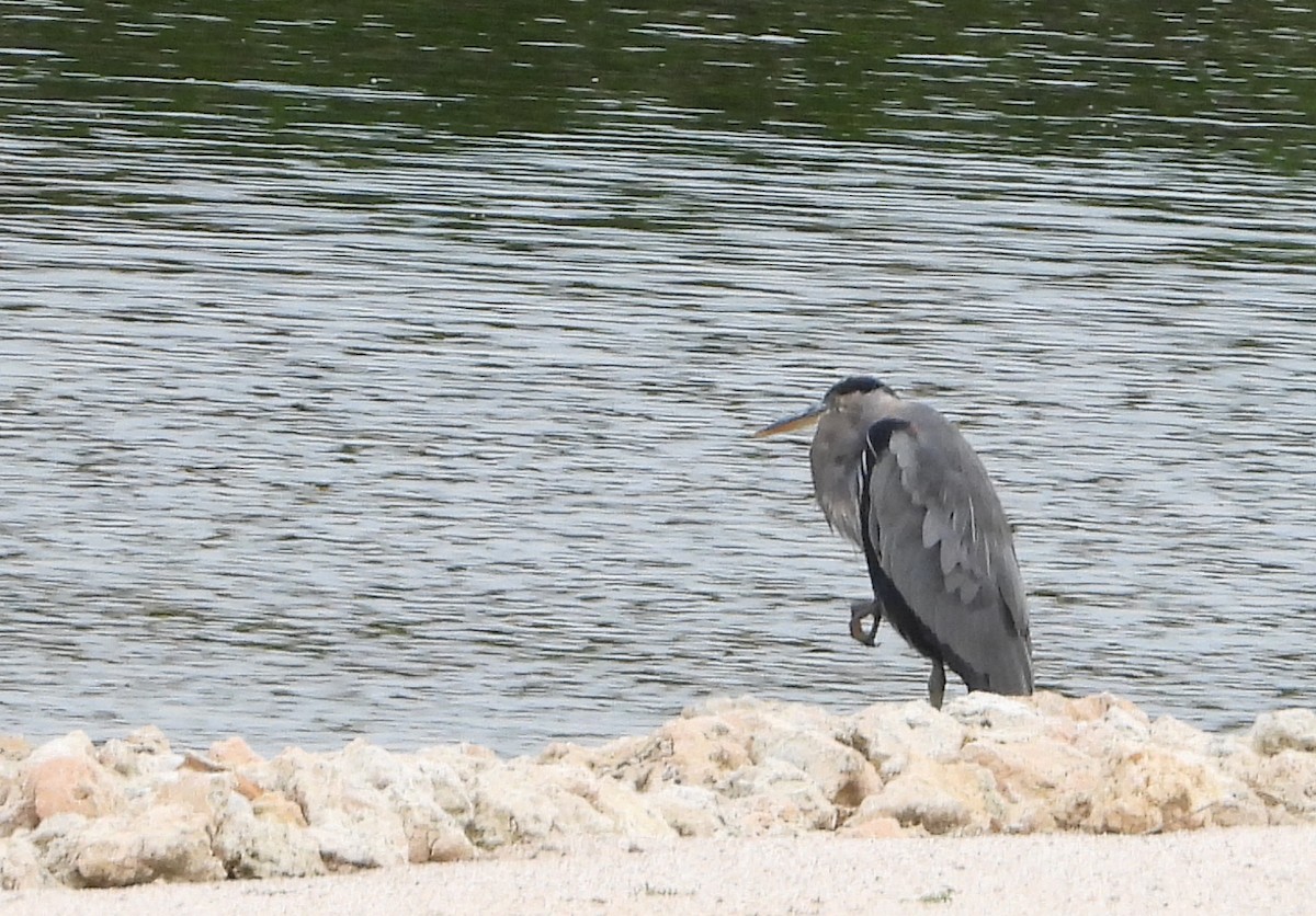 Great Blue Heron - ML488700881