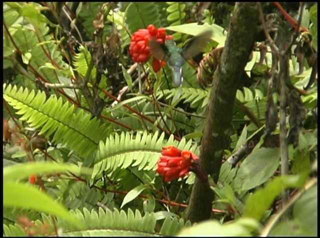 Ecuadorian Piedtail - ML488701