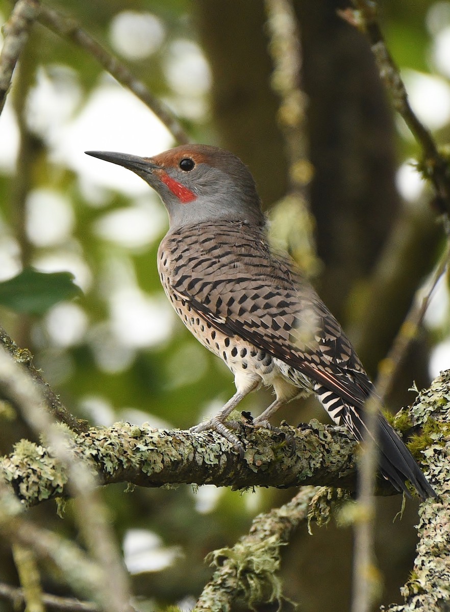 Northern Flicker - ML488701061