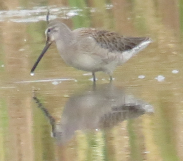 Long-billed Dowitcher - Cliff Long