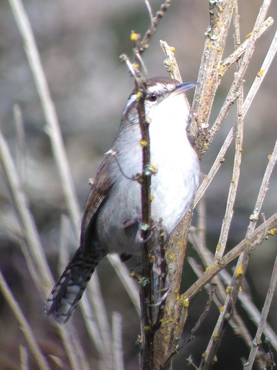 Bewick's Wren - ML48870341