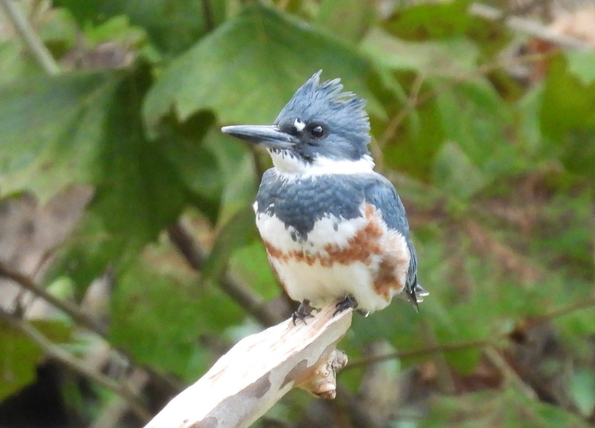 Belted Kingfisher - ML488703421