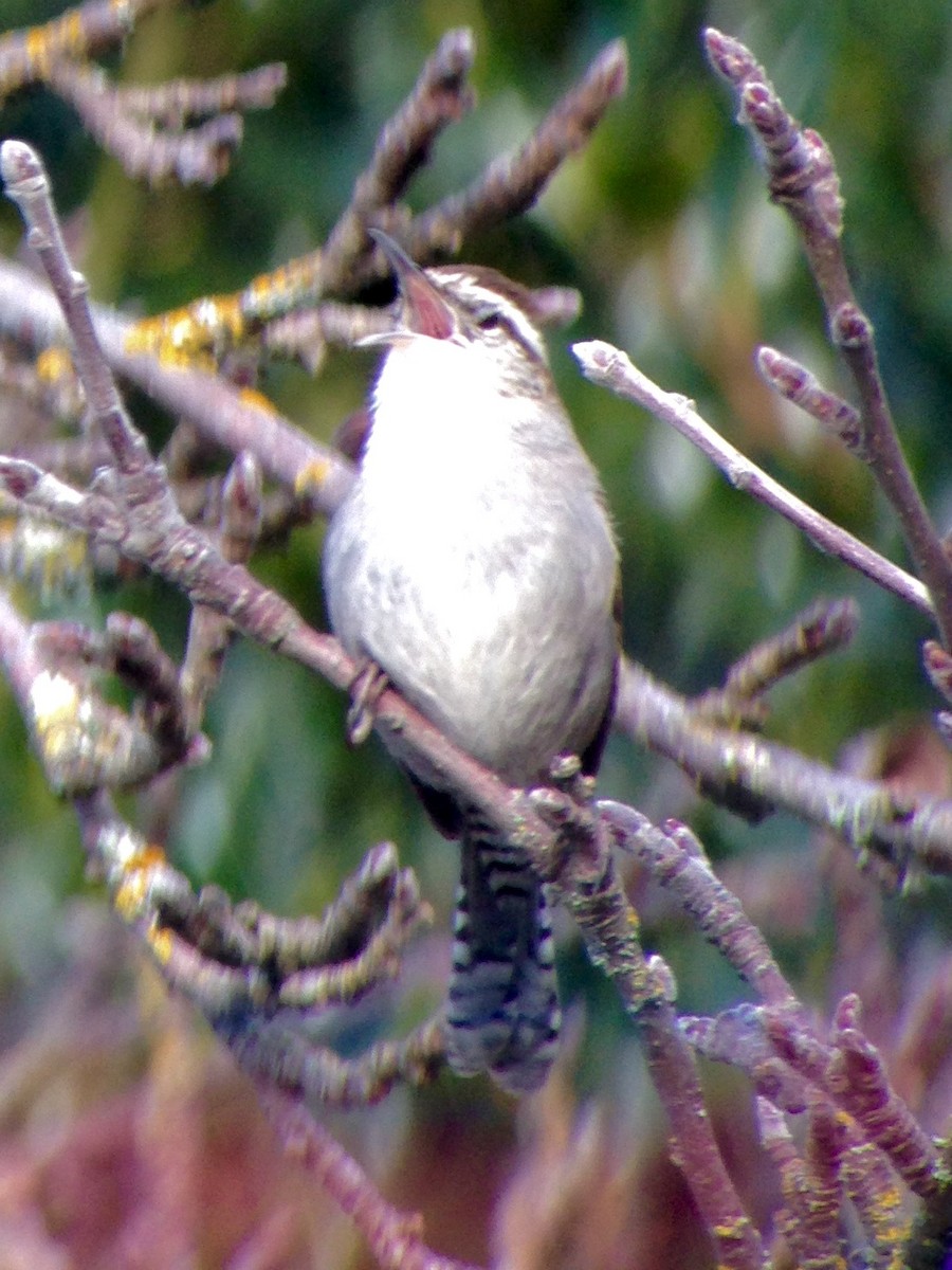 Bewick's Wren - ML48870351