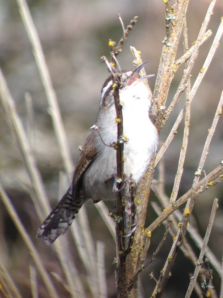 Bewick's Wren - ML48870361