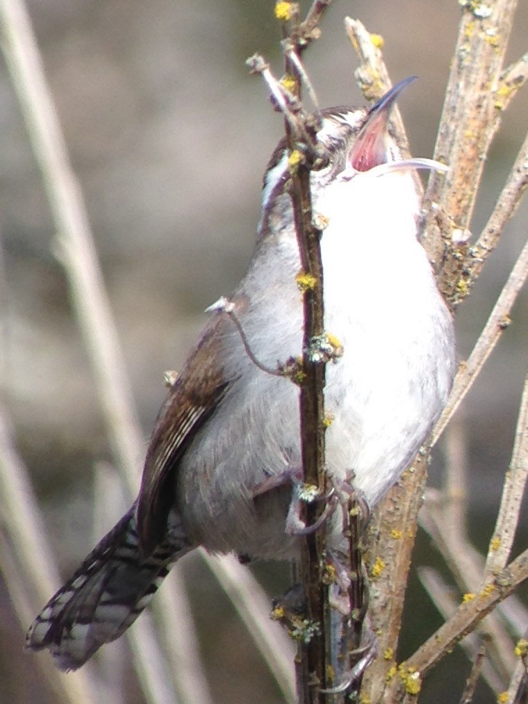 Bewick's Wren - ML48870381