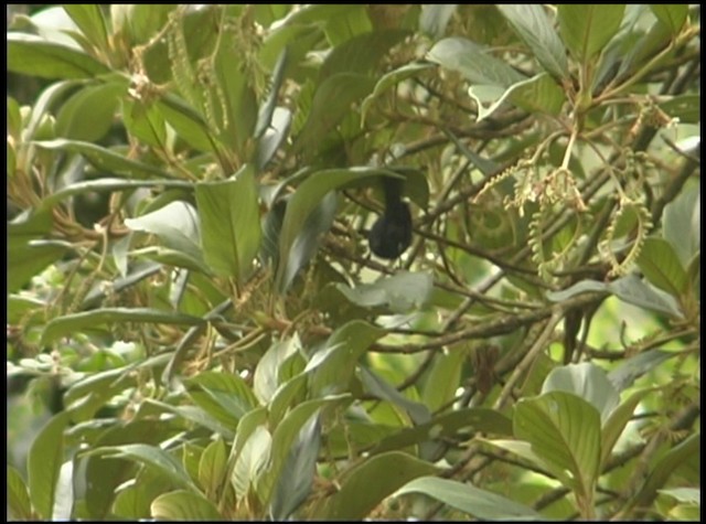 White-sided Flowerpiercer - ML488704