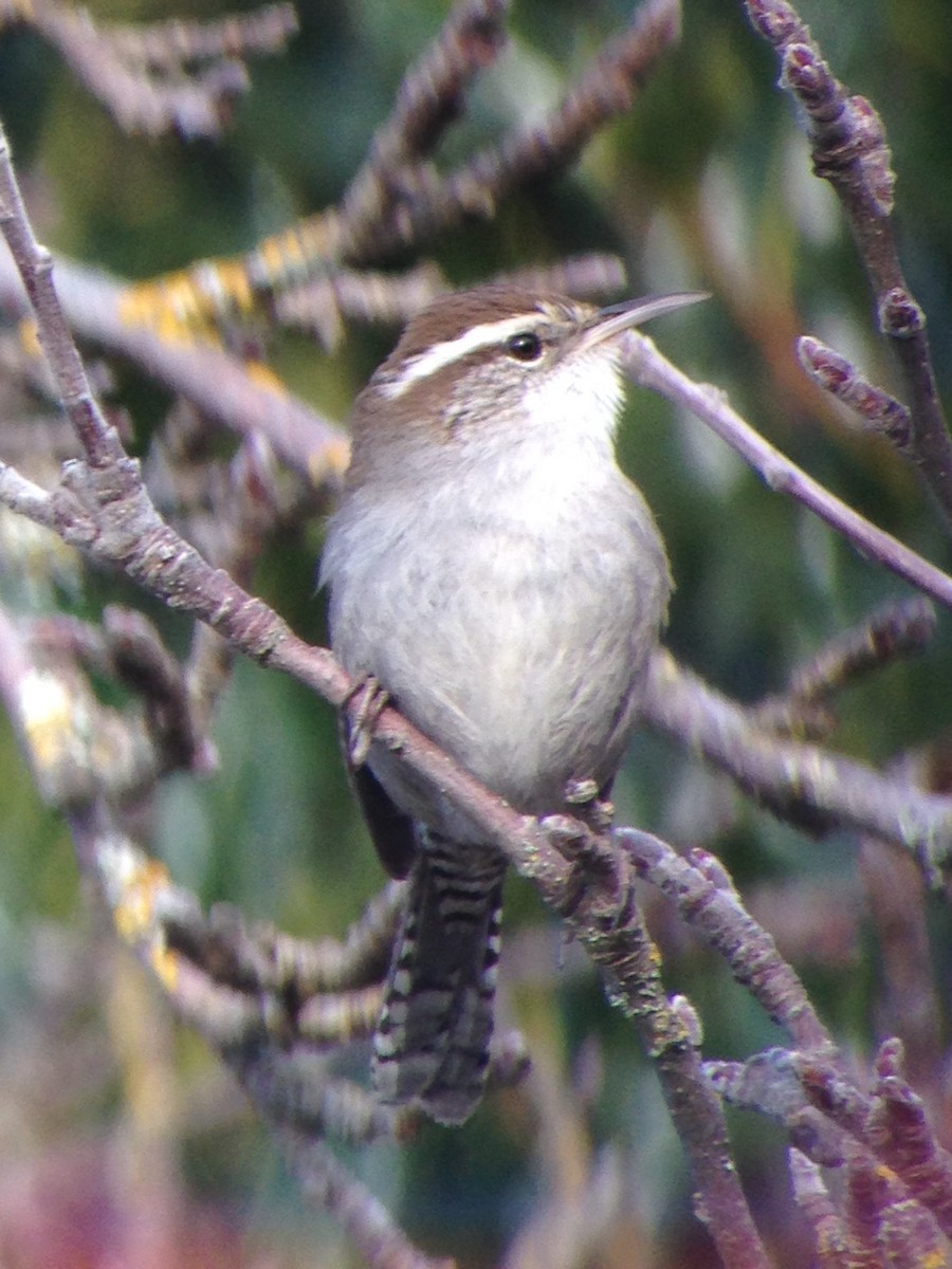 Bewick's Wren - Carey Bergman