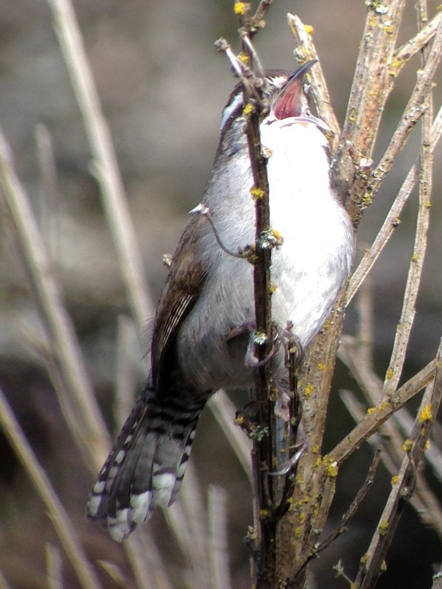 Bewick's Wren - ML48870421