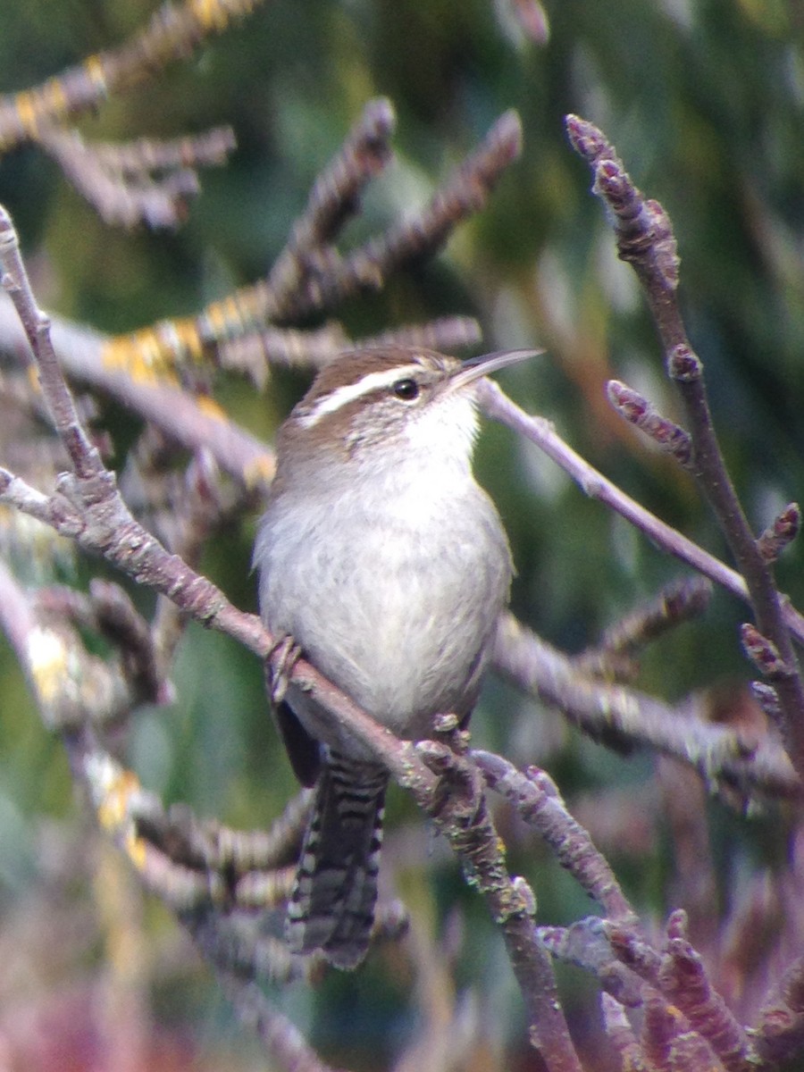 Bewick's Wren - ML48870431