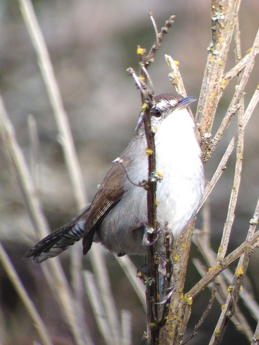 Bewick's Wren - ML48870451