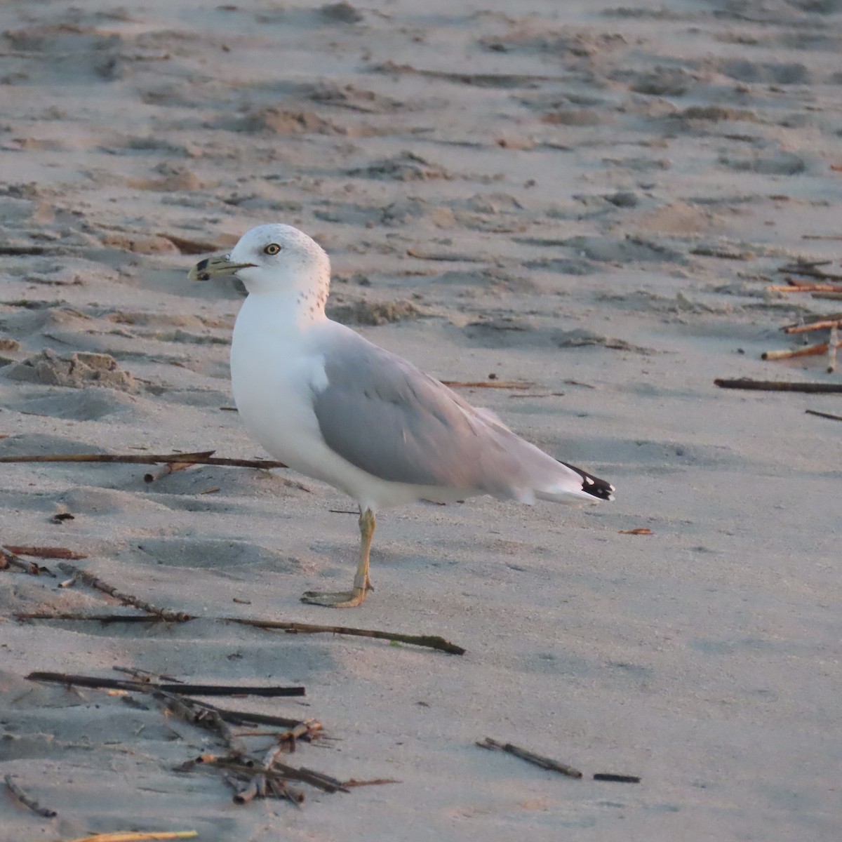 Ring-billed Gull - Kathryn Barrow