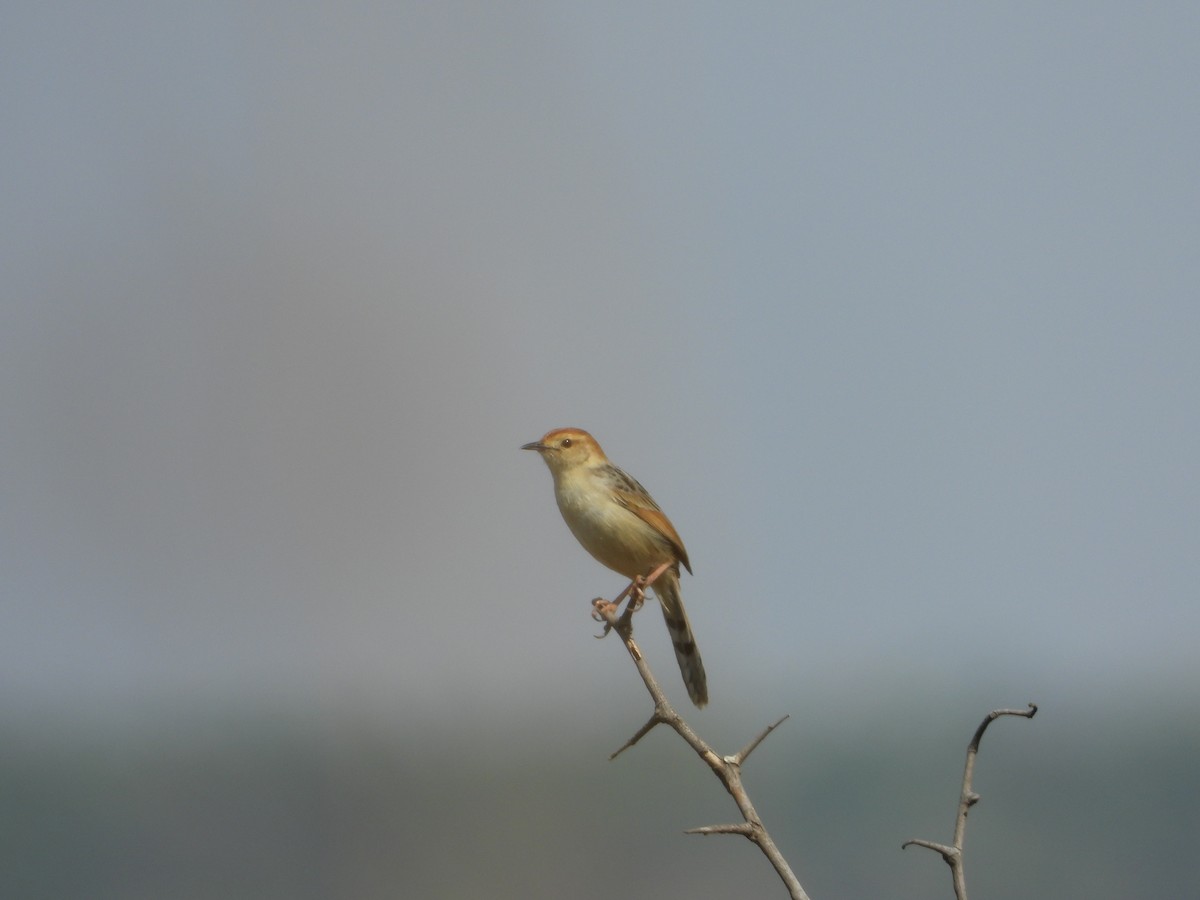 Levaillant's Cisticola - ML488705811