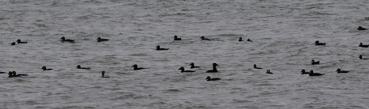 Surf Scoter - ML488706531