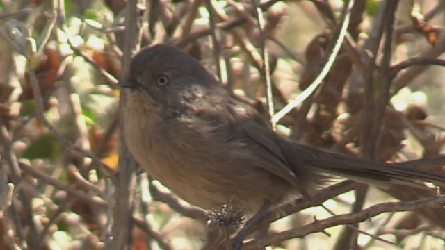 Wrentit - ML488708271