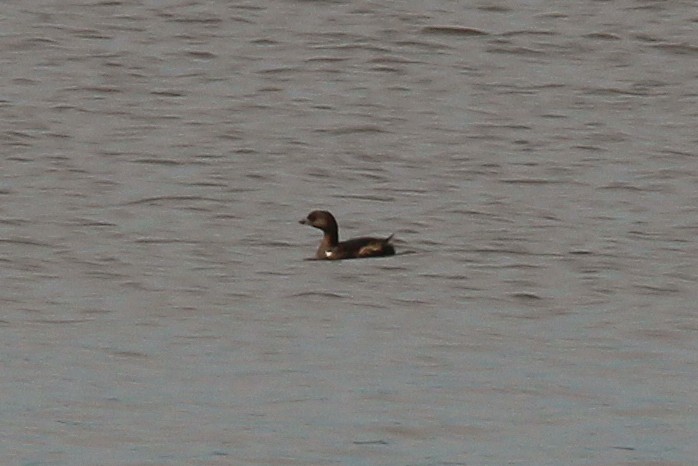 Pied-billed Grebe - ML488708691