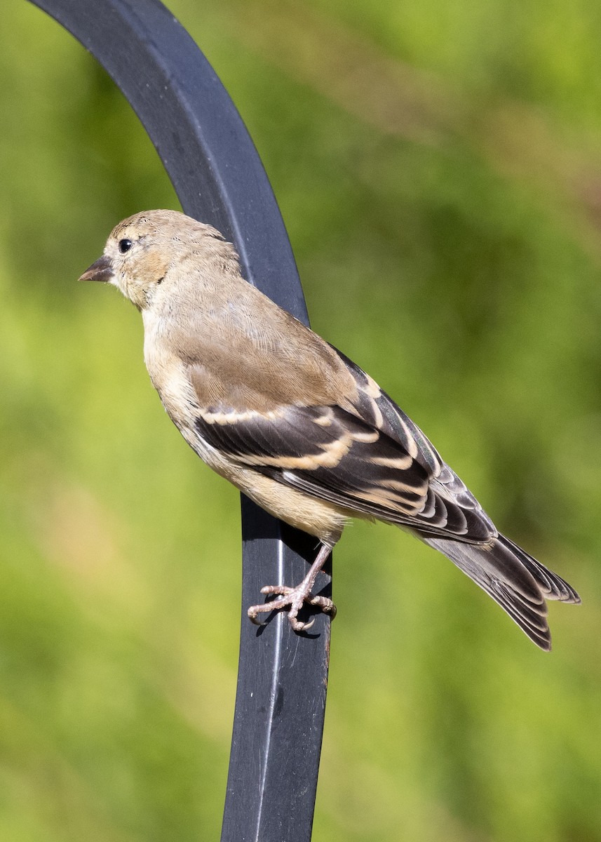 American Goldfinch - ML488709231