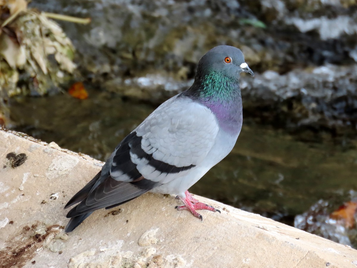 Rock Pigeon - ML488711181