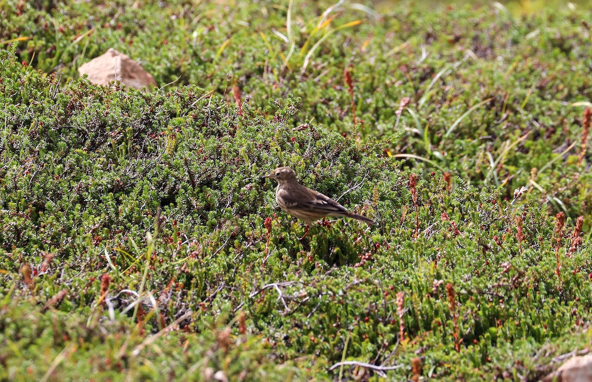 American Pipit - ML488711551