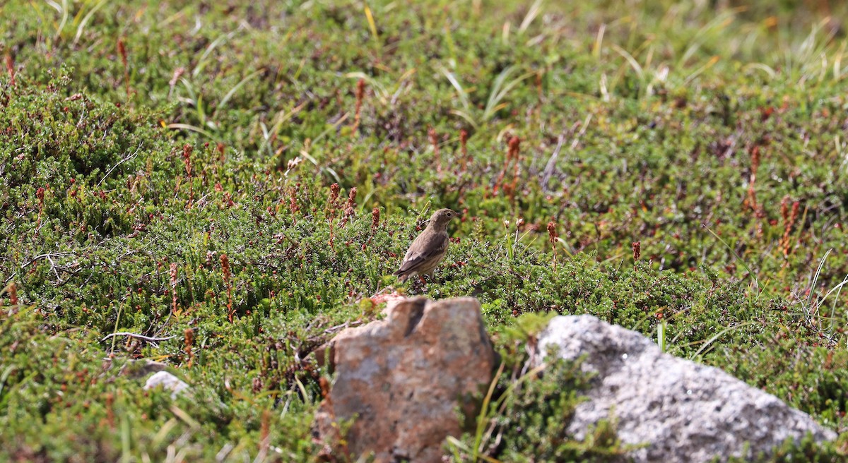 American Pipit - ML488711561