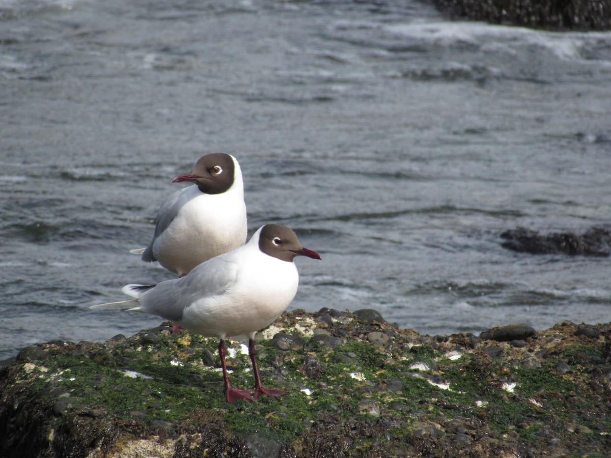 Brown-hooded Gull - ML488711671