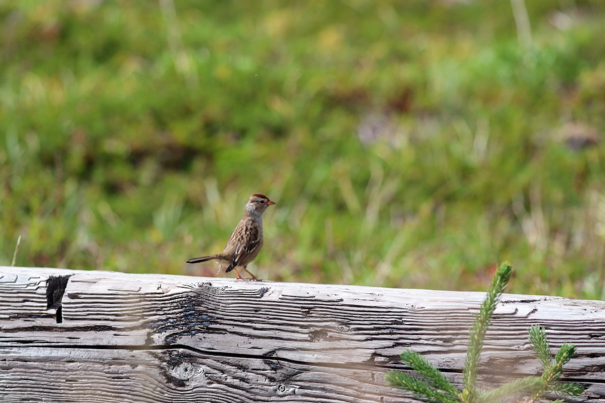 White-crowned Sparrow - ML488711801