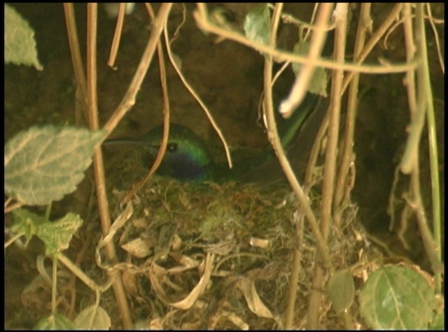 kolibřík modrouchý (ssp. cabanidis) - ML488712