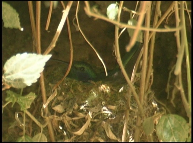 Lesser Violetear (Costa Rican) - ML488713