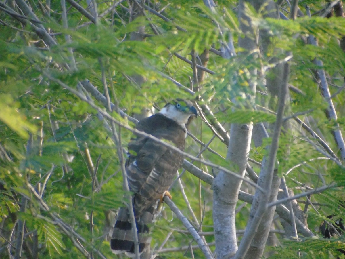 Hook-billed Kite - ML48871311