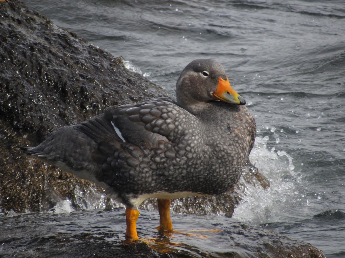 Flightless Steamer-Duck - ML488713231